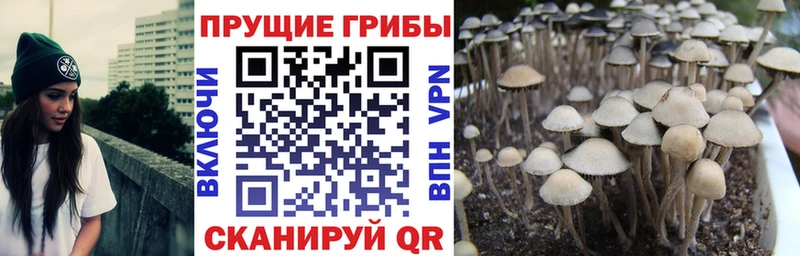 Галлюциногенные грибы Psilocybine cubensis  Нерюнгри 