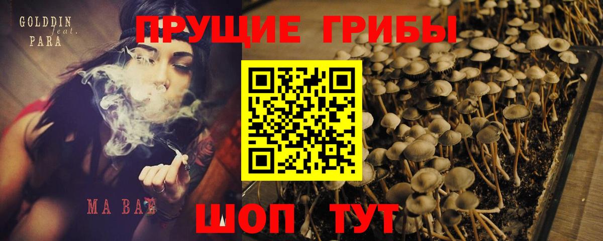Галлюциногенные грибы Psilocybine cubensis Нерюнгри
